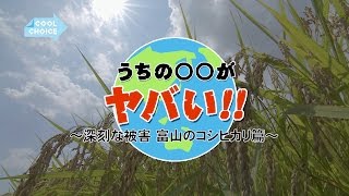 富山の「コシヒカリ」が消える～うちの◯◯がヤバい!!～｜COOL CHOICE：富山県