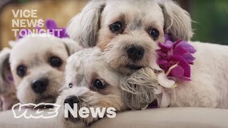 South Korea’s Dog Cloning Industry
