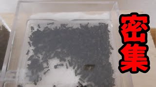 【アリの飼育記2冊目#44】1000匹のアリを強制引越しさせてみた結果　Moving 1000 ants