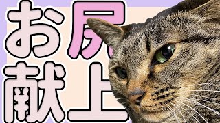 撫でるとお尻を向けるかわいい猫／家猫キジトラ