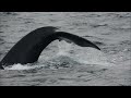 identifying and reporting north atlantic right whales