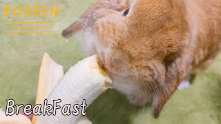 Rabbit breakfast [No.41]