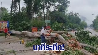 ระทึก ต้นตะแบกอายุกว่า 100 ปี ล้มทับขวางถนนขึ้นเขาใหญ่