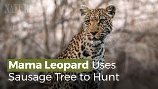 Mama Leopard Uses Sausage Tree to Hunt