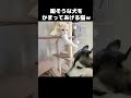 暇そうな犬に猫パンチしたらこうなった...笑 猫 cat