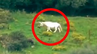 Unicorns Caught on Camera \u0026 Spotted In Real Life