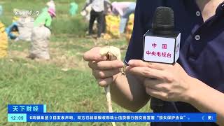 [天下财经]湖南岳阳：万亩藠头采摘忙 特色轮种品质强| 财经风云