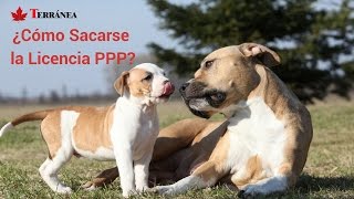 Perros Potencialmente Peligrosos - Cómo sacarse la Licencia PPP