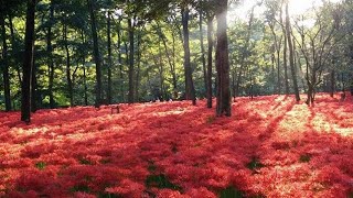 HIGANBANA/SPIDER LILY/ MUSASHI KYURYO NATIONAL PARK/ Autumn Japan Travel Guide