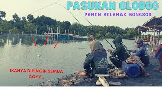 PANEN BELANAK BESHAR ASLI !! SPOT DIPINGGIR JALAN PANTAI RANDUSANGA BERSAMA PASUKAN GLODOG #bregas