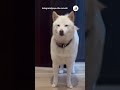 母だけおかわりを要求｜peco 柴犬 白柴 赤柴 茶柴 柴犬のいる暮らし 愛犬家 shiba shibainu shibainulife shibainulove