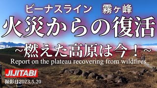 ビーナスライン霧ヶ峰車山火災から復活！燃えた高原は今！撮影日2023.5.20 Recovery from Kirigamine Kurumayama Fire in Nagano, Japan