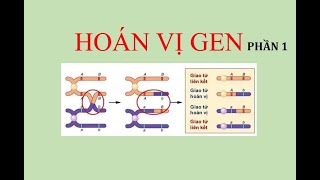 CÁC DẠNG BÀI TẬP HOÁN VỊ GEN CƠ BẢN NHẤT PHẦN 1