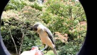 First video of Feeding Wild Bird YAMAGARA  野鳥ヤマガラ親子の餌付け