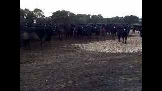 Muddy feedlot pens to clean feedlot pens