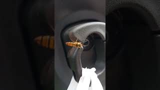 Pengen ngikut naik motor 😀😀🐝🐝🐝 | lebah... bee.. #shorts #kubrachannel #lebah #bee  #lebahlalat