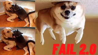 Try Not To Laugh Challenge - Funny Cat & Dog Vines Compilation #2 2020