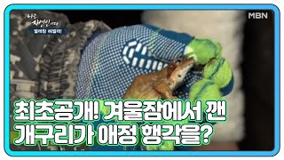 최초공개! 겨울잠에서 깬 개구리가 애정 행각을 벌이는 장면? MBN 210217 방송