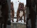 big boss hulk🐕😈 dog puppy love animals troll puppy edit trending shorts shortvideo funny