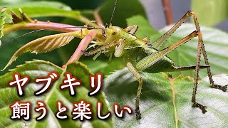 ヤブキリ飼育なう！見ていて楽しい昆虫（幼体・幼虫）2023