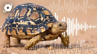 How AI Is Allowing Us To Speak To Wildlife