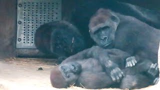 小金剛Jabali現在還是會跟媽媽一起抱著睡Jabali still sleeps with mom in her arms#金剛猩猩 #gorilla