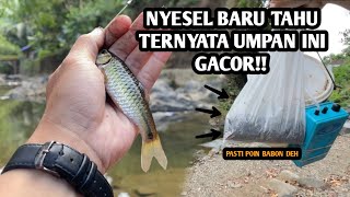 NYESEL BARU TAHU TERNYATA GACOR!! Mancing wader pakai teknik kumbul spot pegunungan