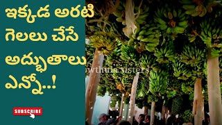 ఇక్కడ అరటి గెలలు చేసే అద్భుతాలు ఎన్నో..!| banana festival|శ్రీకాకుళం చెట్లతాండ్ర |Rowthula sisters