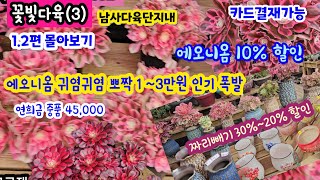 꽃빛다육 (3) 1.2편 몰아보기  예쁜 에오니옴 10%할인 자리빼기 읍내분30%할인 수제공방 화분 20%할인