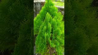 Thuja Orientalis🌲 #gardeningtips #rooftopgardening #mygardenview #thujaorientalis #trendingshorts