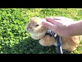 【夢散歩】うさぎとトイプードル犬と初めて一緒に公園に行きました【ティーカッププードル】【れおぴょん日記】