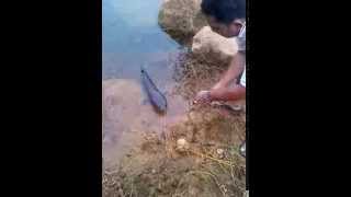 6kg Giant Snakehead From Lake Kenyir