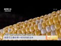 中国三农报道 北京：鲜食玉米大量上市 农业致富经 agriculture and farming