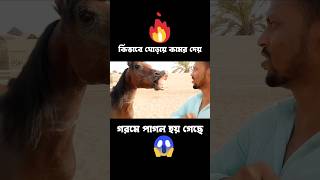 কিভাবে ঘোড়ায় কামর দেয় #horse #horseshorts #youtubeshorts #funnyhorse #shorts