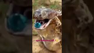 නාග මාණික්‍යයද මේ..? #snake #cobra #shorts