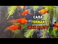 Cara Ternak / Budidaya Ikan Platy