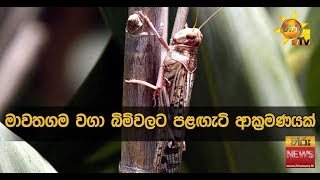 මාවතගම වගා බිම්වලට පළඟැටි ආක්‍රමණයක් - Hiru News