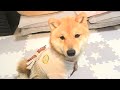 可愛すぎるお内裏様に、飼い主大興奮！かわいい～