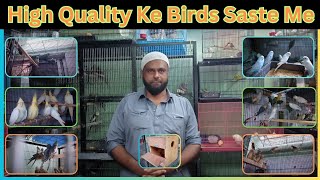 Exotic Bird For Sale At Tariq Exotic (Miraroad).