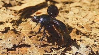 Chrobák lesní - The dor beetle (Anoplotrupes stercorosus)