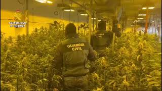 Desmantelada una plantación de marihuana en Tordehumos