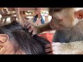 ASMR Monkey grooming| Monkey Grooming And Finding Lice