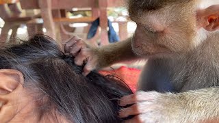 ASMR Monkey grooming| Monkey Grooming And Finding Lice