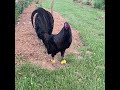 kentucky beautiful black birds juan acevedo farm