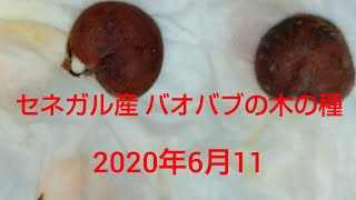 バオバブの木を育てます！②発芽