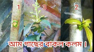 আম গাছের বাকল কলম ।Mango tree grafting.