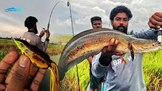 300/- രൂപയ്ക്ക് കിട്ടുന്ന Best Frog Lure💥 | snakehead fishing video | J2 FROG | cherumeen fishing