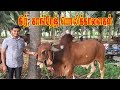 கிர் மற்றும் காங்ரேஜ் பொலிக்காளைகள் Gir And Kankrej Bull