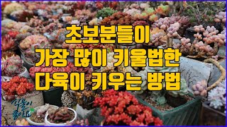 초보분들이 가장 많이 키울법한 다육이 종류 관리 방법