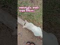 tushumao cat dog cute foryou সকাল সকাল তুন্ডু কি মাইর টা ই না খেলো।